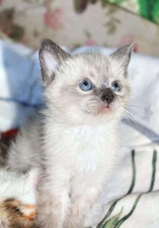 Кошки в Электрогорске: котята в добрые руки Девочка, Бесплатно - фото 3