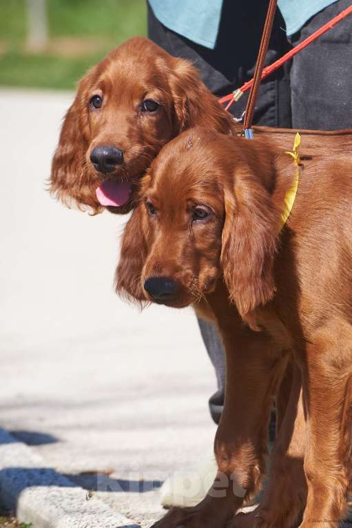 Собаки в Севастополе: Щенки ирландского красного сеттера Мальчик, 45 000 руб. - фото 6