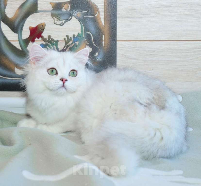 Кошки в Рыбинске: Британская длинношерстная серебристая шиншилла девочка Девочка, 25 000 руб. - фото 4