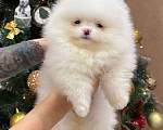 Собаки в Перми: Щенок померанского шпица Девочка, 60 000 руб. - фото 1