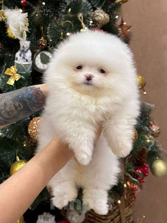 Собаки в Перми: Щенок померанского шпица Девочка, 60 000 руб. - фото 1