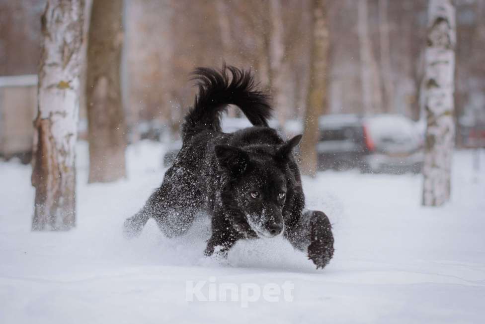 Собаки в Москве: Герцогиня Девочка, Бесплатно - фото 5