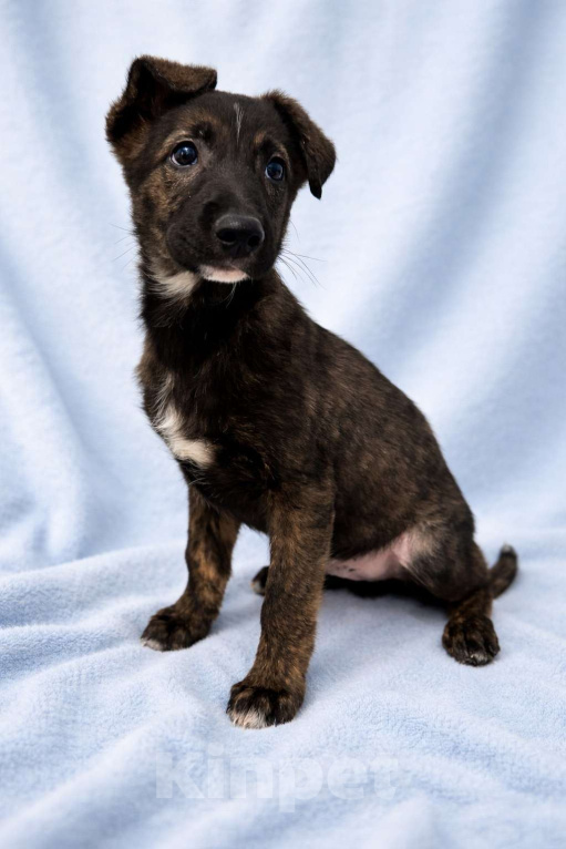 Собаки в Москве: Тиграш щенок мальчик в поисках дома Мальчик, Бесплатно - фото 8