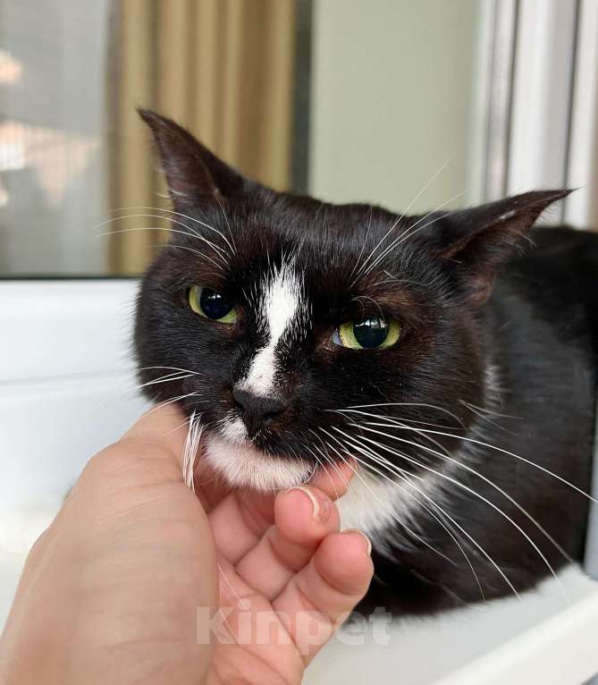 Кошки в Москве: Наоми кошка, излучающая доброту в добрые руки Девочка, Бесплатно - фото 3