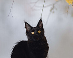 Кошки в Королеве: Кошка Помета А; Мейн Кун . Акура. Девочка, 40 000 руб. - фото 6