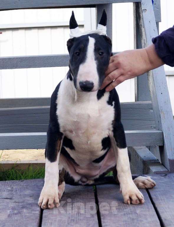 Собаки в других городах Краснодарского края: Щенки бультерьера  Девочка, 40 000 руб. - фото 1