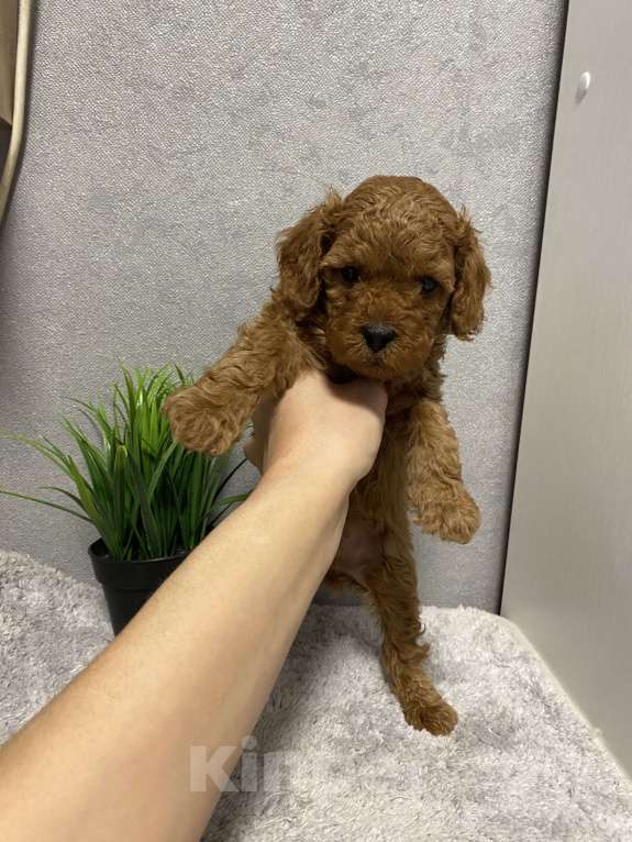 Собаки в Москве: Мальчишка той-пудель Мальчик, Бесплатно - фото 1