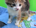 Кошки в Ростове-на-Дону: Котенок ищет дом Девочка, Бесплатно - фото 1