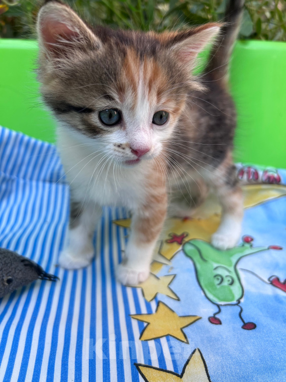 Кошки в Ростове-на-Дону: Котенок ищет дом Девочка, Бесплатно - фото 1