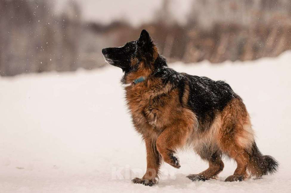 Собаки в Москве: Это Рада, 8 лет. Немецкая овчарка Девочка, Бесплатно - фото 4