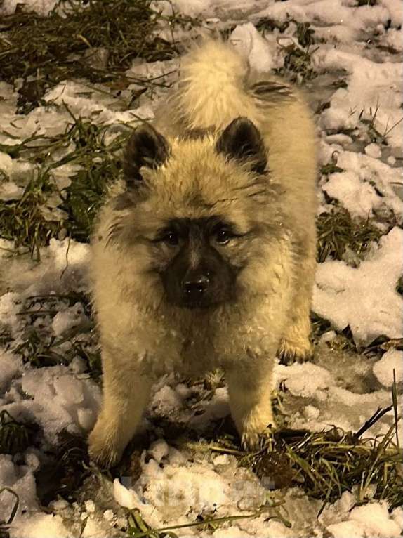 Собаки в Москве: Джоув Божественный Из Воронцовского Дворца  Мальчик, 50 000 руб. - фото 4