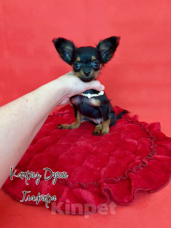 Собаки в Сосновом Бору: Микро девочка Глаша Девочка, 70 000 руб. - фото 2