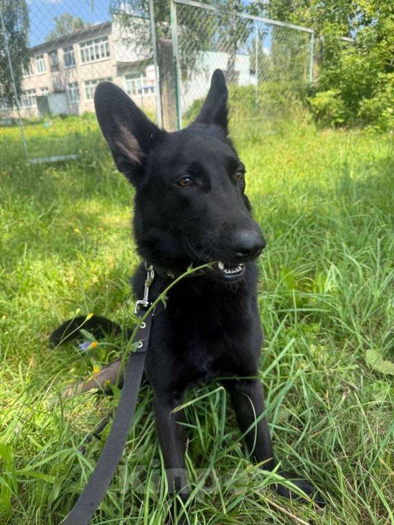 Собаки в Коломне: Метис австрийской овчарки  Девочка, Бесплатно - фото 2