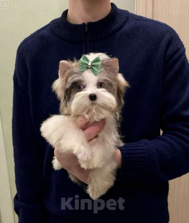 Собаки в Москве: Мраморный йорк с двумя голубыми глазами мальчик Мальчик, 130 000 руб. - фото 2