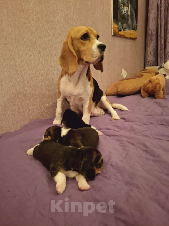 Собаки в Новокузнецке: Продажа щенков породы бигль Девочка, 25 000 руб. - фото 4