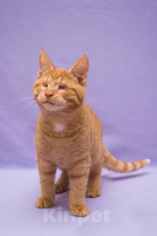 Кошки в Москве: Рыжий Барсик, 7 мес Мальчик, Бесплатно - фото 8