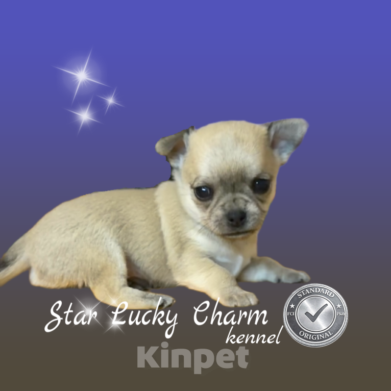 Собаки в Сочи: Шикарный мальчик Мальчик, Бесплатно - фото 1