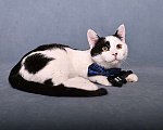 Кошки в Москве: Красивый и элегантный котенок-подросток Симба в добрые руки Мальчик, 10 руб. - фото 4