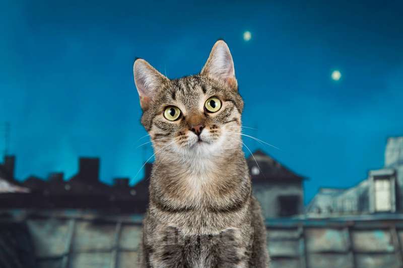 Кошки в Москве: Серая полосатая кошечка Эвридика в самые лучшие руки Девочка, 1 руб. - фото 3