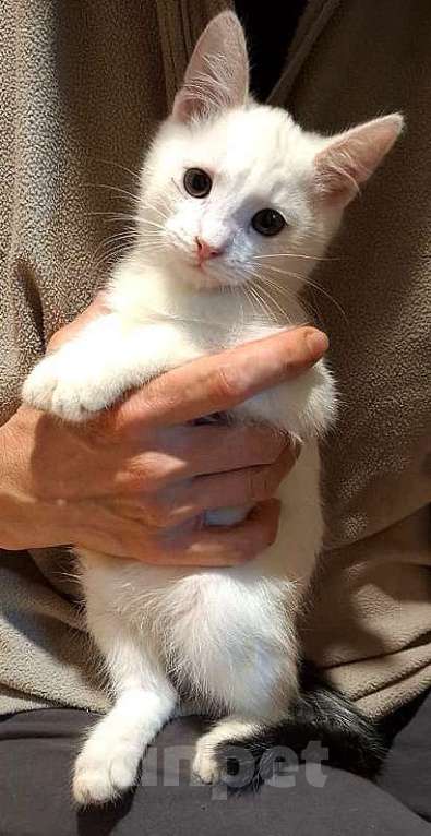 Кошки в других городах Московской области: Котята ищут ответственных и добрых хозяев Мальчик, Бесплатно - фото 2