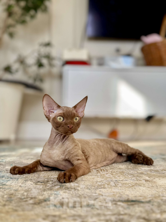 Кошки в Москве: Мальчик шоколадный Quick  Мальчик, 50 000 руб. - фото 9