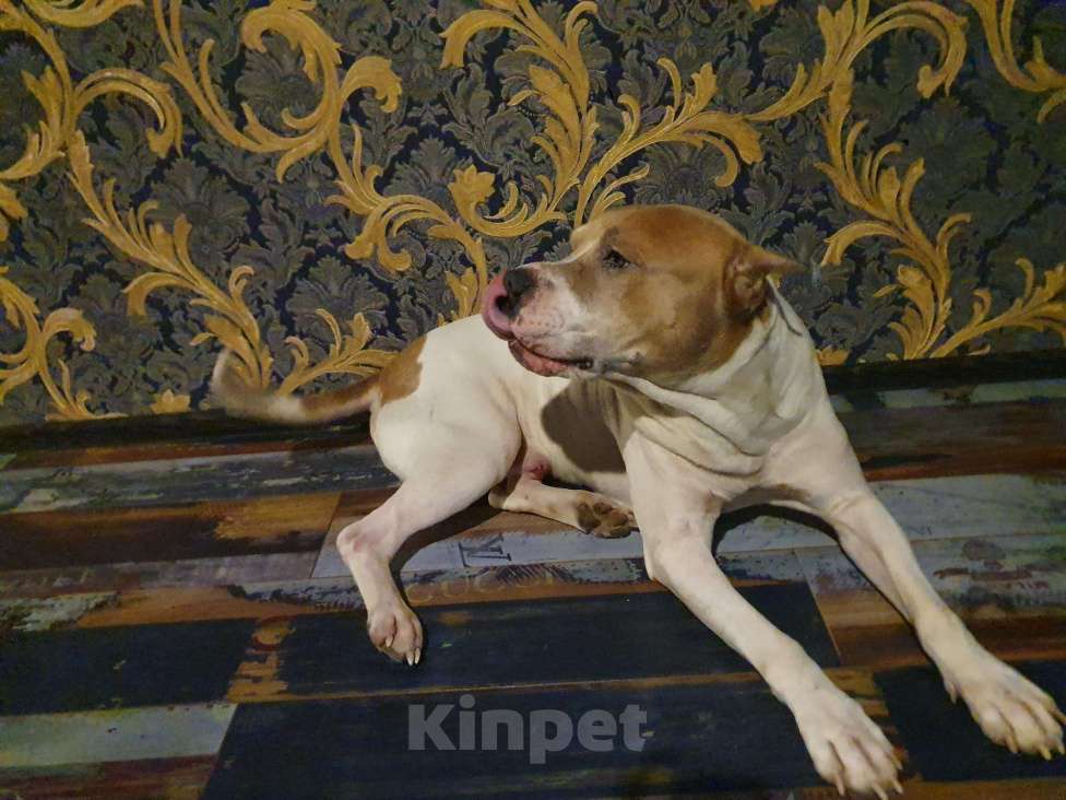 Собаки в Москве: Вязка Прайтер (питбуль), 1 руб. - фото 1