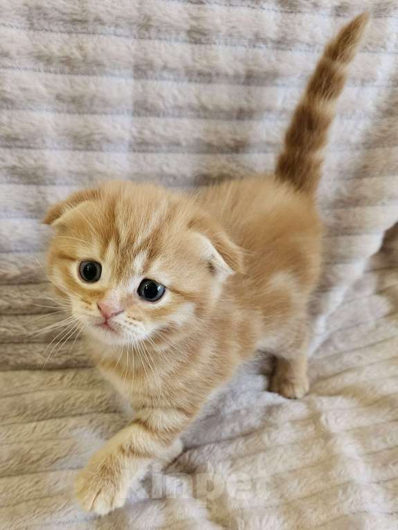 Кошки в Санкт-Петербурге: Муркотик3 Девочка, 25 000 руб. - фото 1