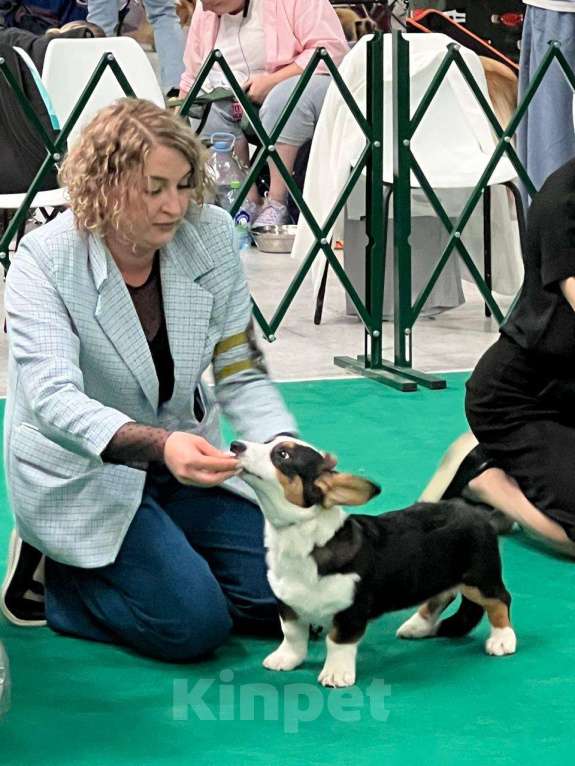 Собаки в Москве: Щенок Вельш-Корги-Кардиган Мальчик, 45 000 руб. - фото 6