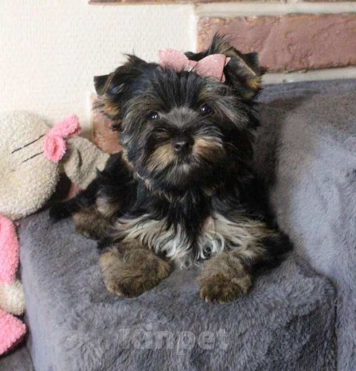 Собаки в Москве: Малышка Цветной Йорк Девочка, 45 000 руб. - фото 3