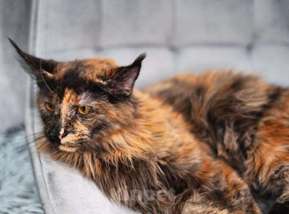 Кошки в Москве: Эксклюзивные котята мейн-кун  Девочка, 25 000 руб. - фото 6