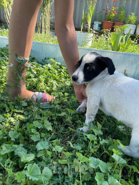 Собаки в Оренбурге: Пропала наша любимая собака Мальчик, Бесплатно - фото 3