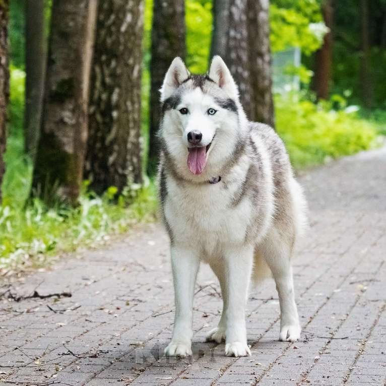 Собаки в Москве: Эмми ждет свою семью Девочка, Бесплатно - фото 6
