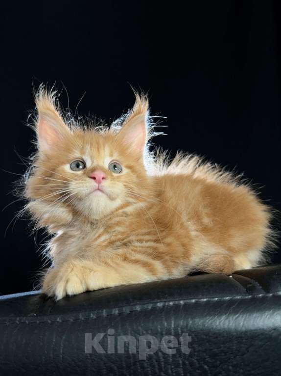 Кошки в Москве: Vendetta Ventura-House.com Девочка, 90 000 руб. - фото 9