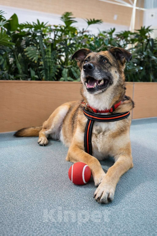 Собаки в Москве: Девочка Банди ищет дом Девочка, Бесплатно - фото 2