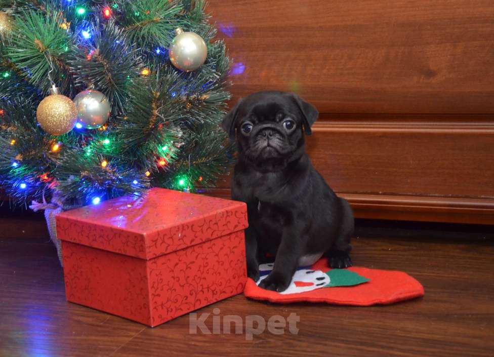 Собаки в Твери: Малышка мопса чёрного окраса Девочка, 50 000 руб. - фото 4