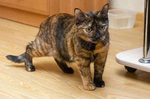 Эксклюзивная милота - Пятнашка