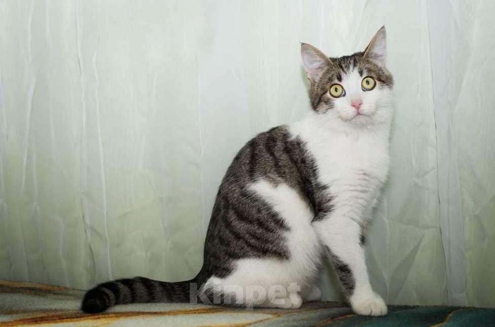 Кошки в Москве: Степан Мальчик, Бесплатно - фото 1