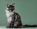 Кошки в Видном: Котенок мейн-кyн Алиса, Черная Жемчужина, Чудо с кисточками 🤍🤍🤍 Девочка, 50 000 руб. - фото 3