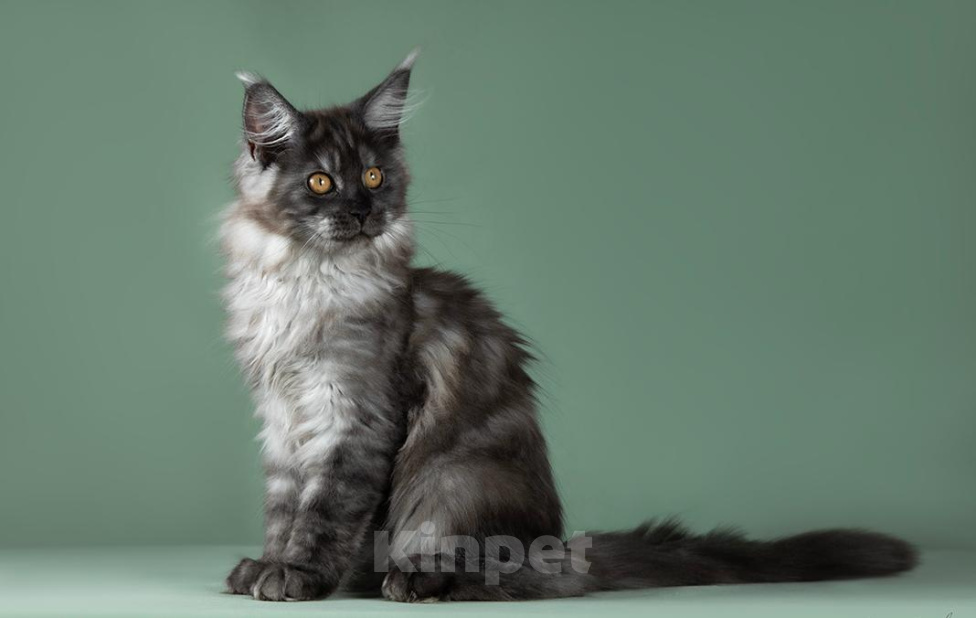Кошки в Видном: Котенок мейн-кyн Алиса, Черная Жемчужина, Чудо с кисточками 🤍🤍🤍 Девочка, 50 000 руб. - фото 3