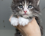 Кошки в Москве: Котенок мейн кун девочка Девочка, 45 000 руб. - фото 1