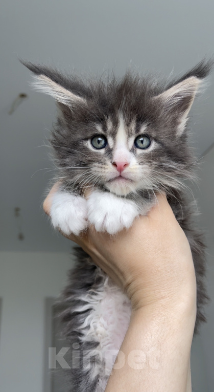 Кошки в Москве: Котенок мейн кун девочка Девочка, 45 000 руб. - фото 1