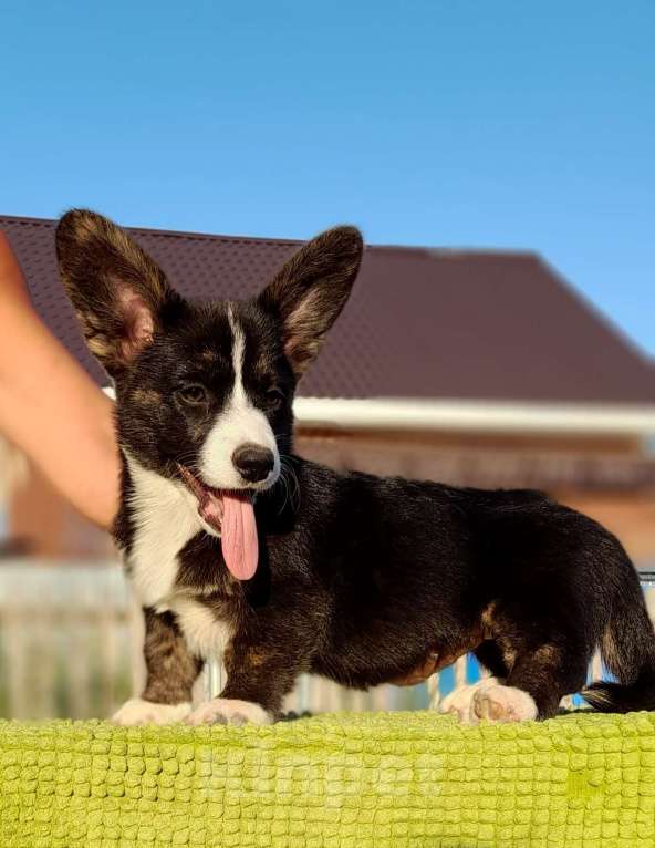 Собаки в Перми: Вельш корги кардиган Девочка, 65 000 руб. - фото 5