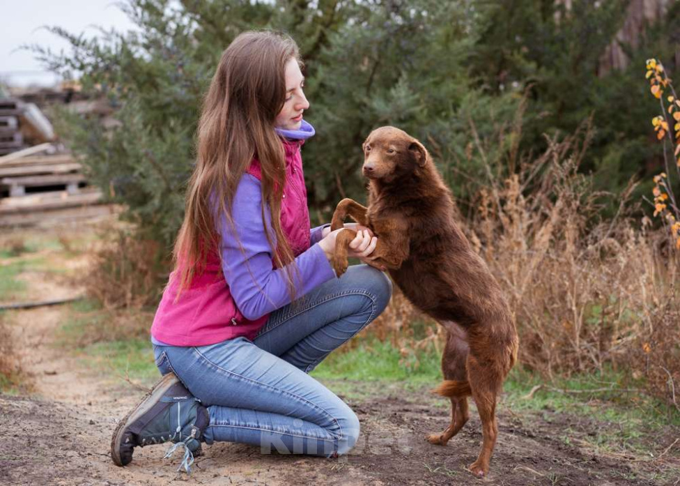 Собаки в Москве: Маленькая собачка в добрые руки Девочка, Бесплатно - фото 8