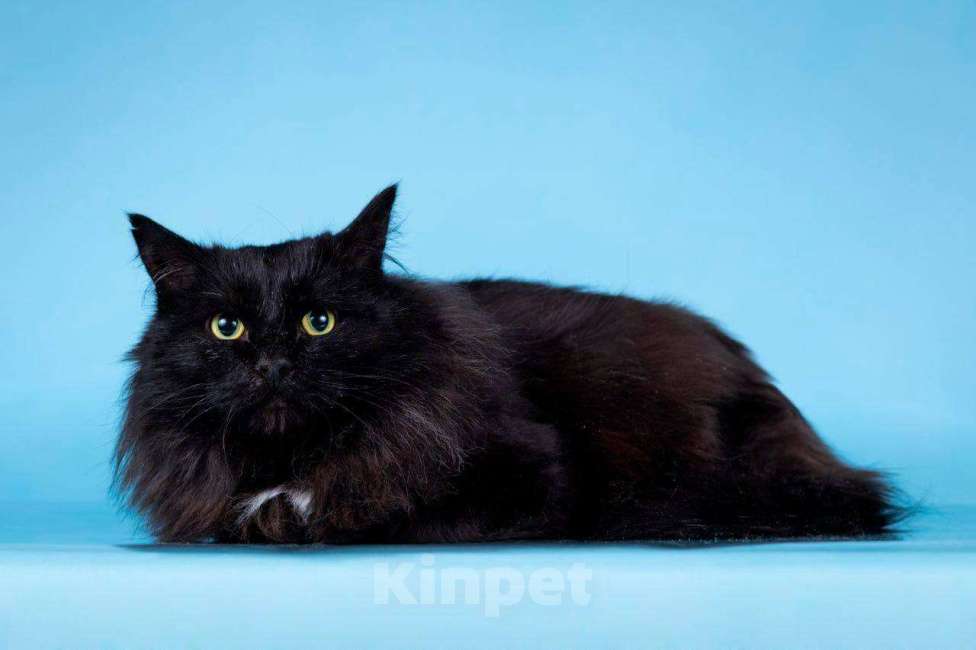 Кошки в Москве: Добрый котик с грустной историей ищет дом Мальчик, Бесплатно - фото 3