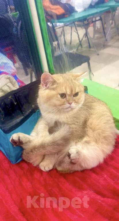 Кошки в Москве: Мальчик шотландский короткошерстный Мальчик, 25 000 руб. - фото 4