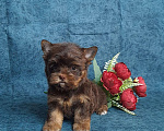 Собаки в Санкт-Петербурге: Шоколадный йорк девочка Девочка, 75 000 руб. - фото 6