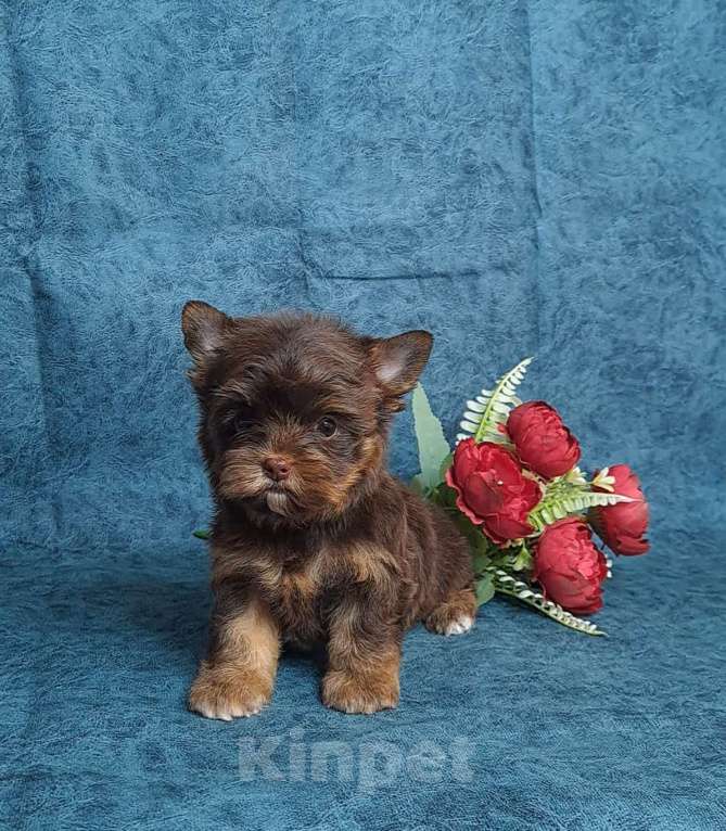 Собаки в Санкт-Петербурге: Шоколадный йорк девочка Девочка, 75 000 руб. - фото 6