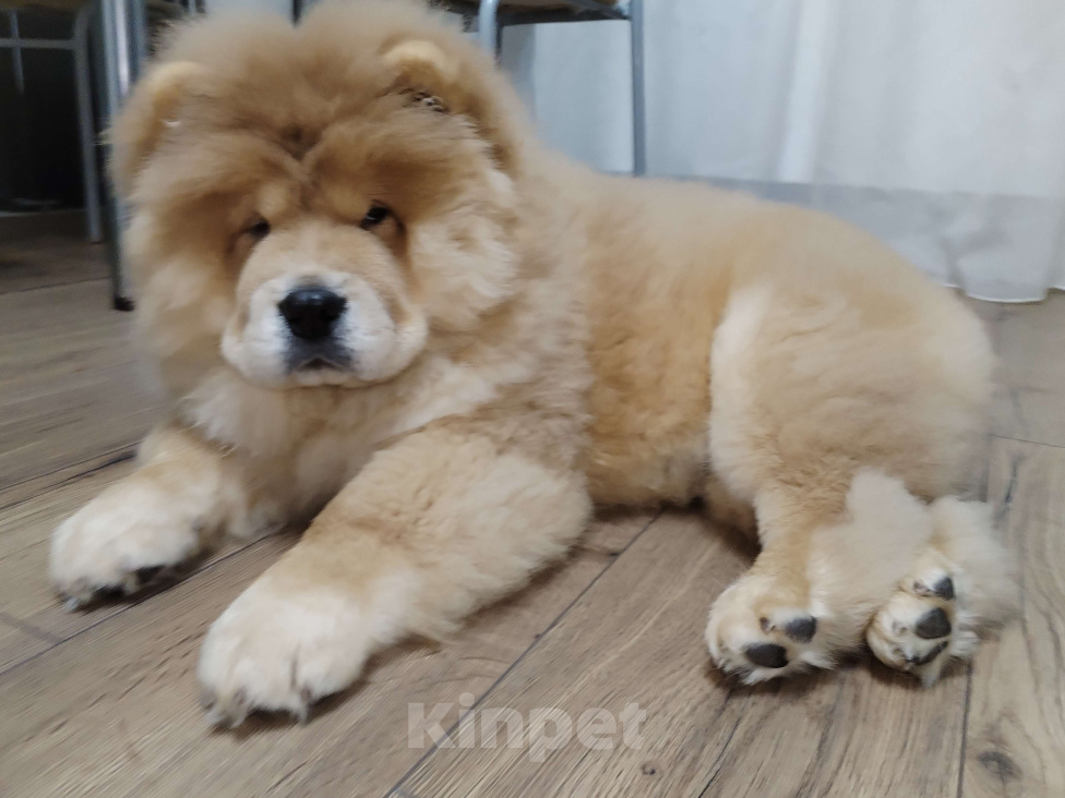 Собаки в Екатеринбурге: Щенок чау чау Мальчик, 80 000 руб. - фото 2