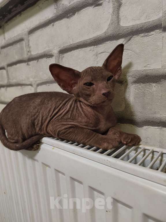 Кошки в других городах Московской области: Котёнок петерболд 💙 Мальчик, 50 000 руб. - фото 2