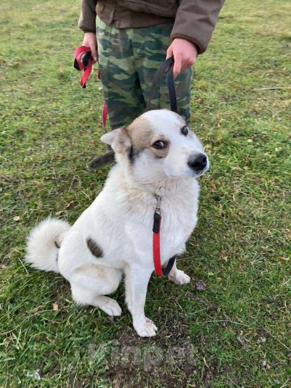 Собаки в Дзержинском: Умный хитрец пес Арчи в добрые руки Мальчик, Бесплатно - фото 5